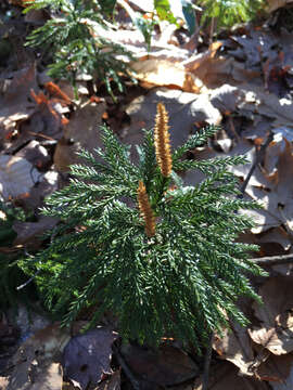 Image de Dendrolycopodium obscurum (L.) A. Haines