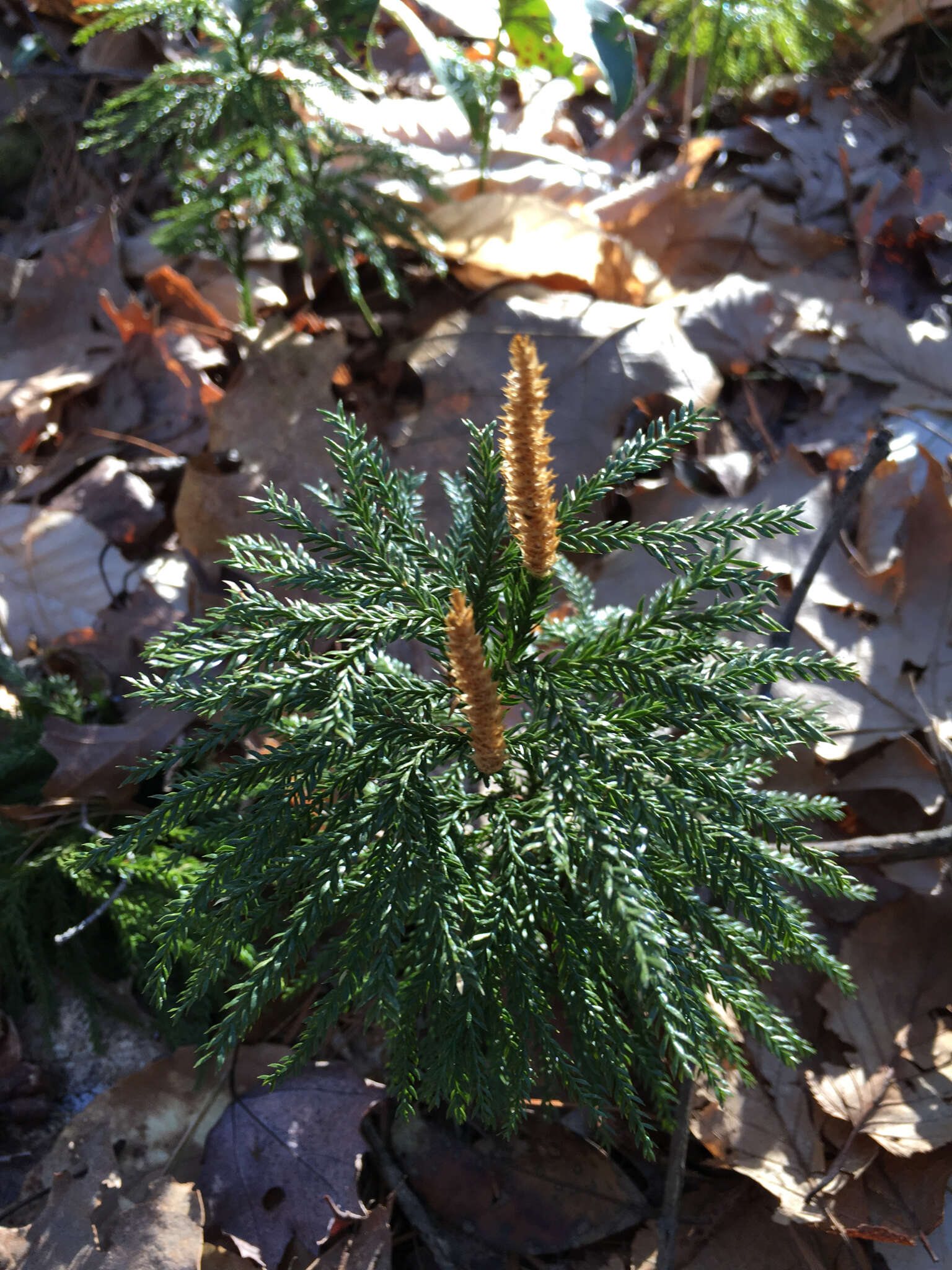 Imagem de Dendrolycopodium obscurum (L.) A. Haines