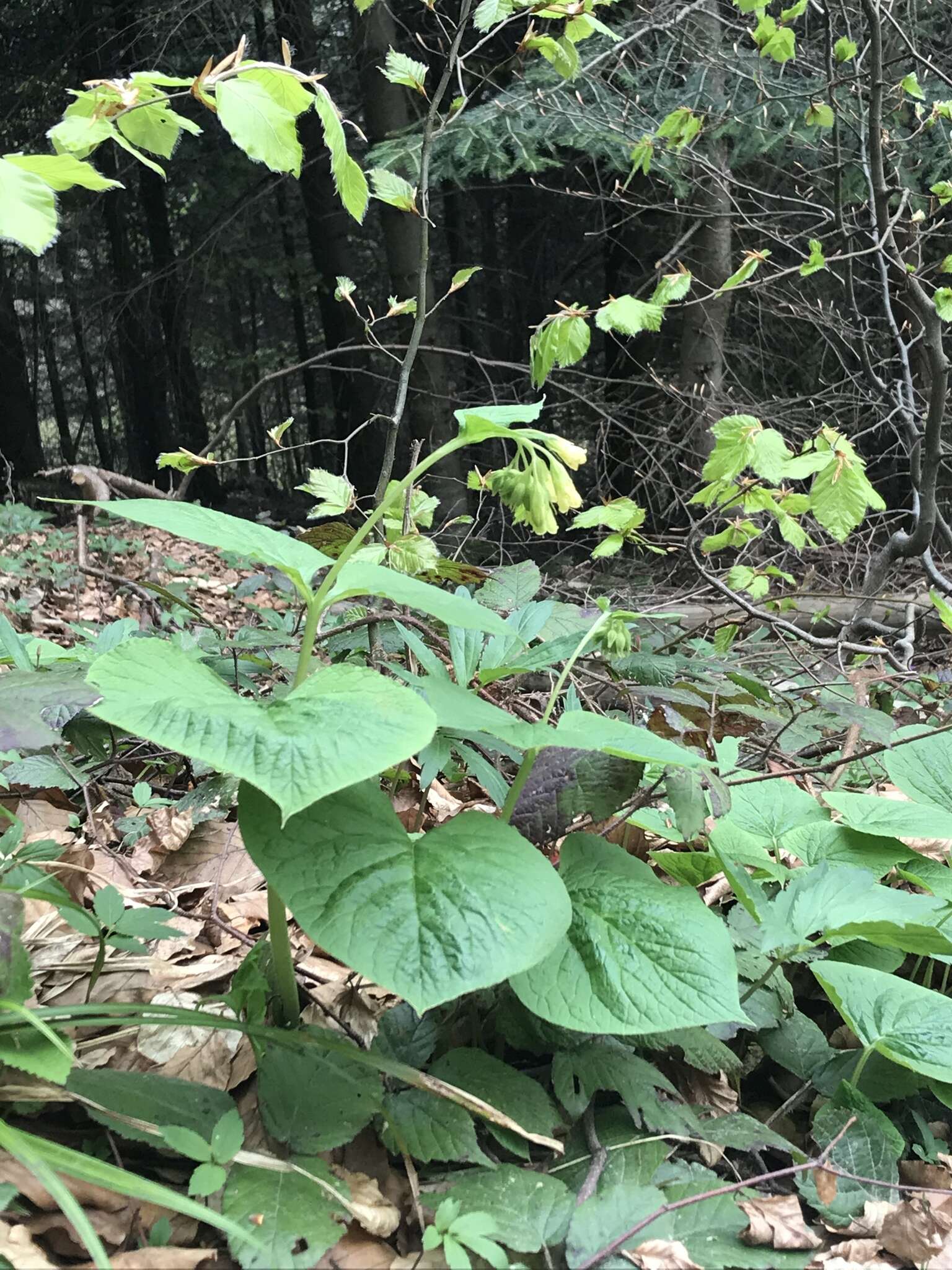 Image of Symphytum cordatum Waldst. & Kit.