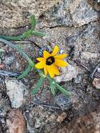 Image of Gazania tenuifolia Less.