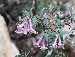 Image of desert snowberry