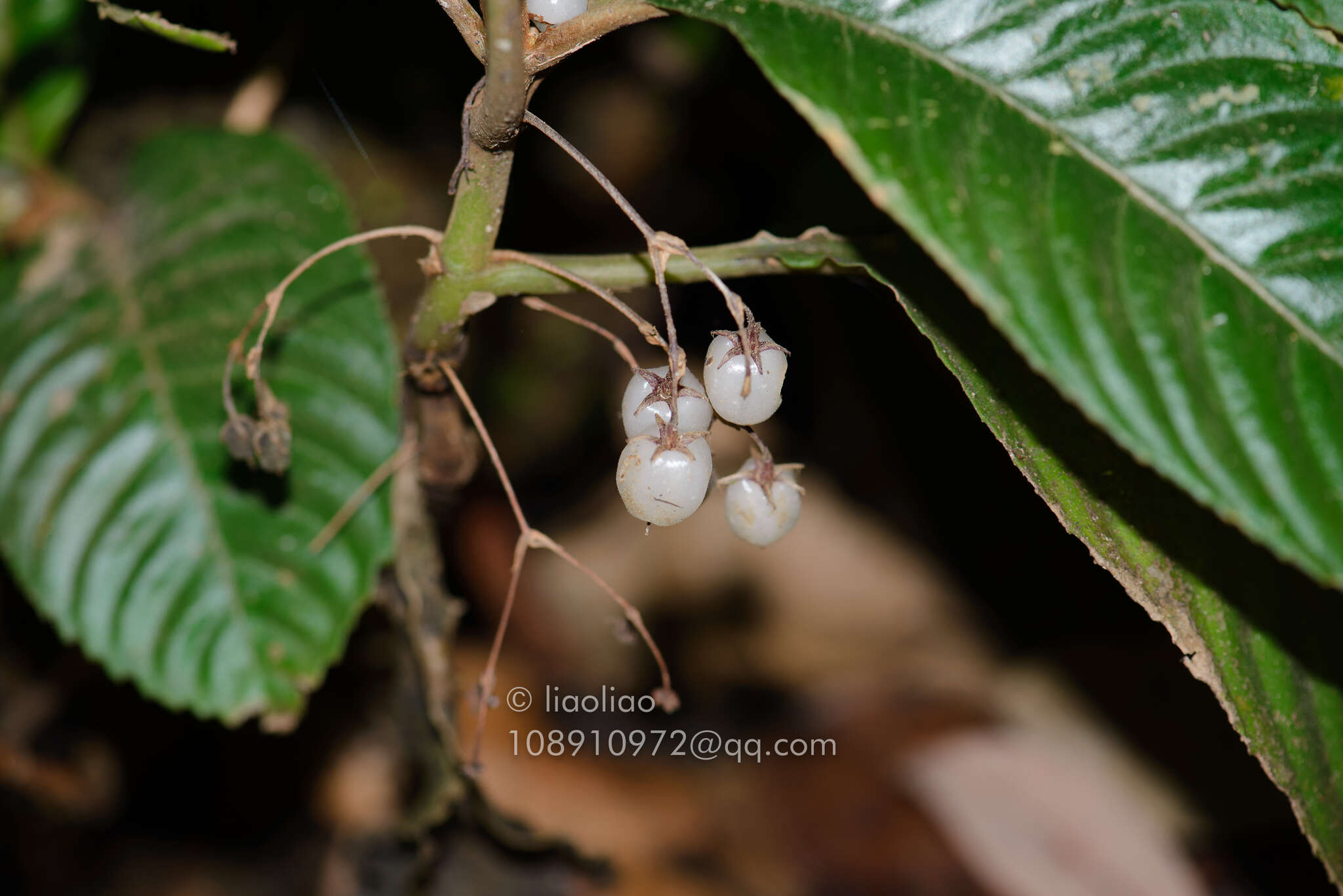 Image of Rhynchotechum formosanum Hatus.