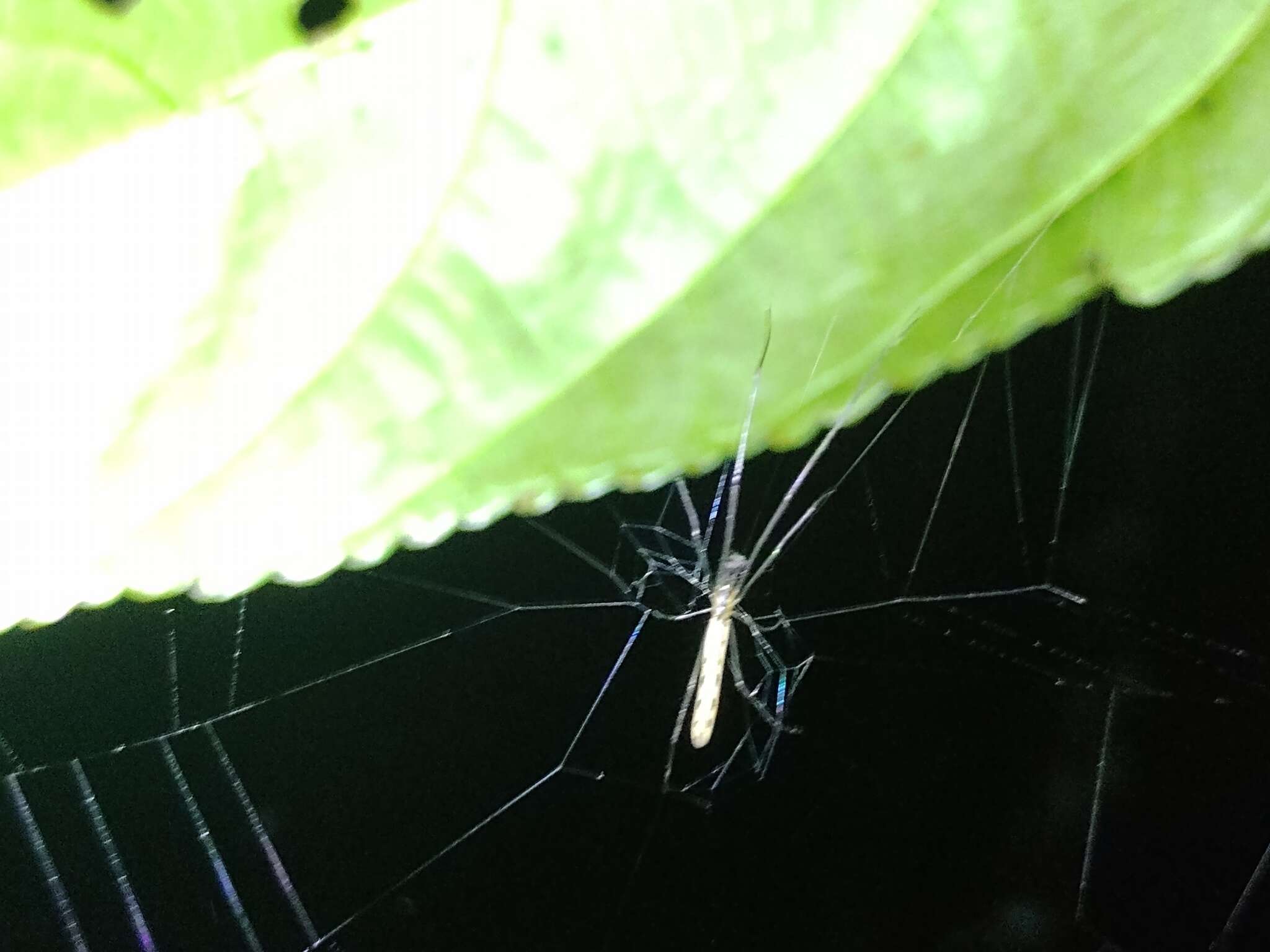 Image of Silver Longjawed Orbweaver