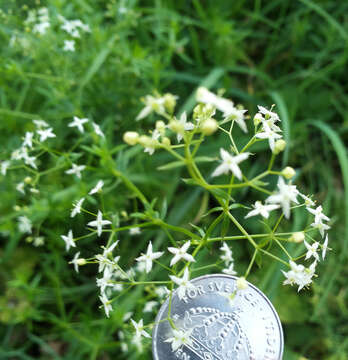 Image of white bedstraw