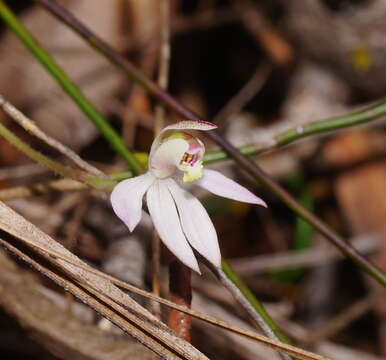 Image of Pink fingers orchid