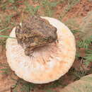 Image of Penton's toad