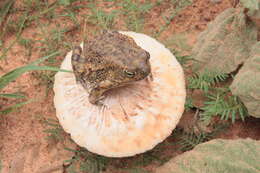 Image of Penton's toad