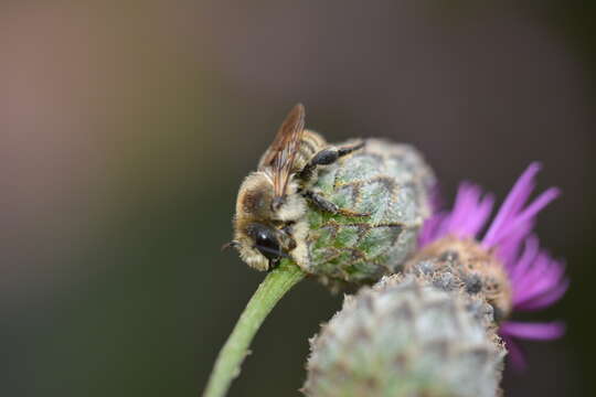 Image of Megachile lagopoda (Linnaeus 1761)