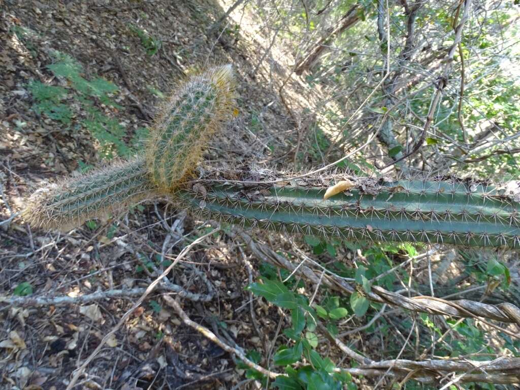 Plancia ëd Pilosocereus purpusii (Britton & Rose) Byles & G. D. Rowley