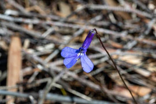 Image of Lobelia chamaepitys Lam.