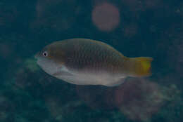 Image of Chameleon parrotfish