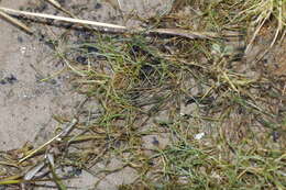 Image of seaside alkaligrass