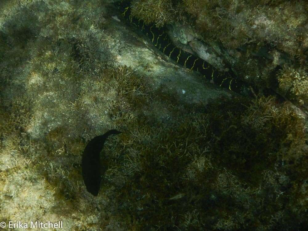 Image of Chain Moray Eel