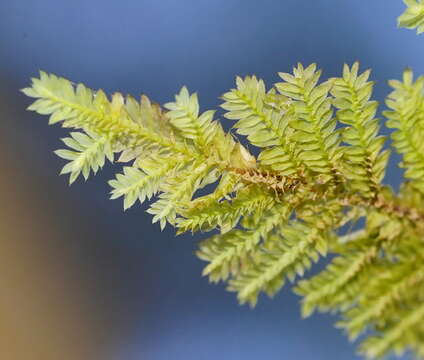 Image of Lopidium concinnum Wilson ex J. D. Hooker 1854