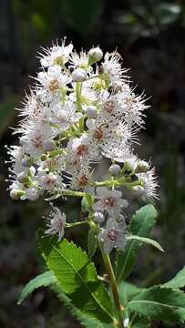 Image of Spiraea alba var. alba