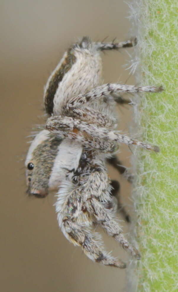 Image of Habronattus conjunctus (Banks 1898)