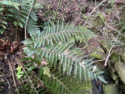 Image of Korean tasselfern