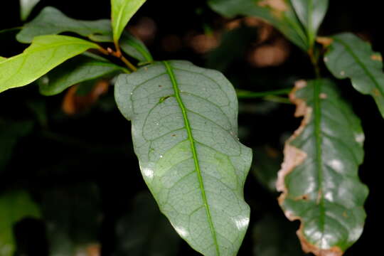 Image of Beilschmiedia elliptica C. T. White