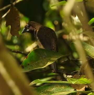 Image of Black-throated Munia