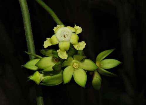 Image of Prestonia trifida (Poepp.) R. E. Woodson