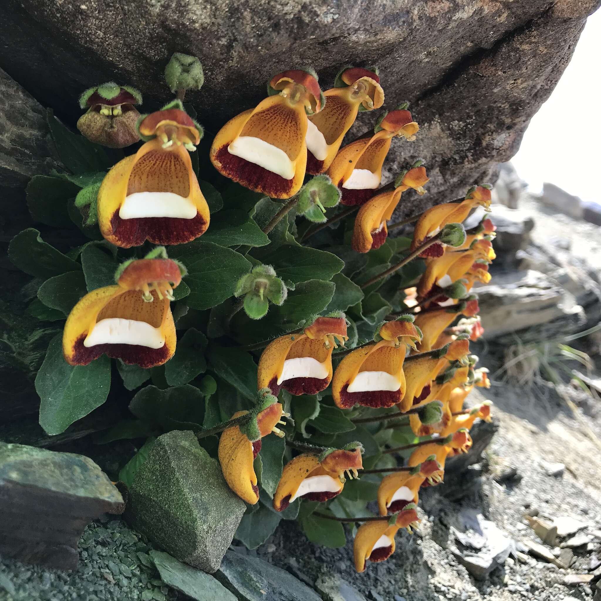 Image of Calceolaria uniflora Lam.