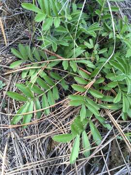 Image de Potentilla crinita A. Gray