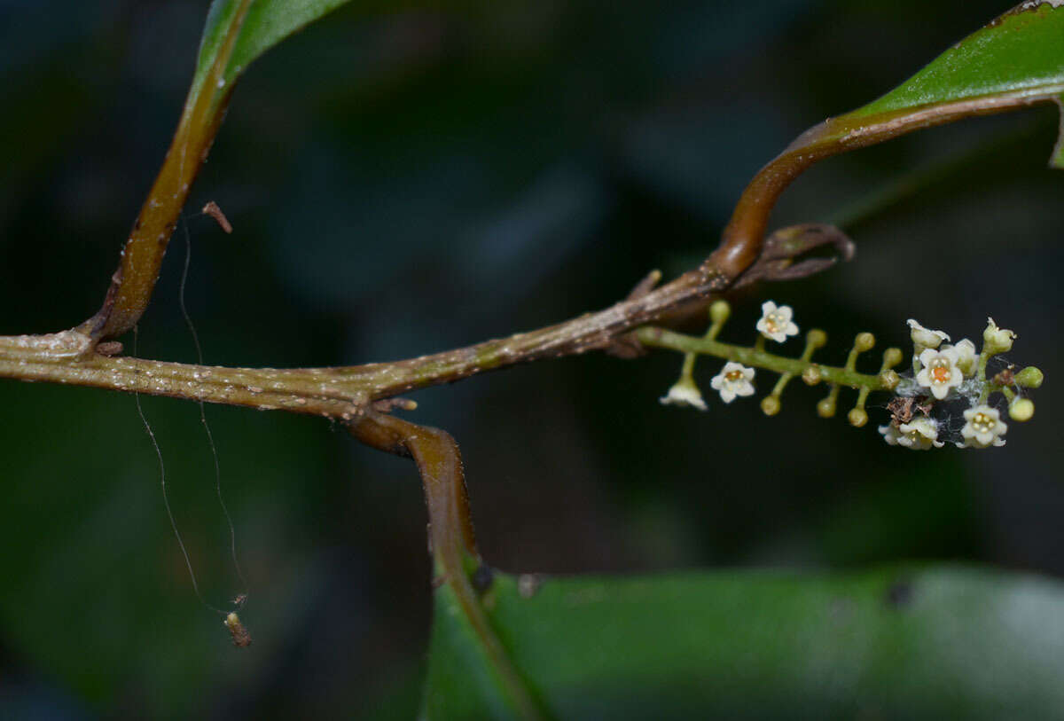 Image of Maesa haplobotrys F. Muell.