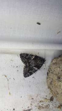 Image of Aholibah Underwing