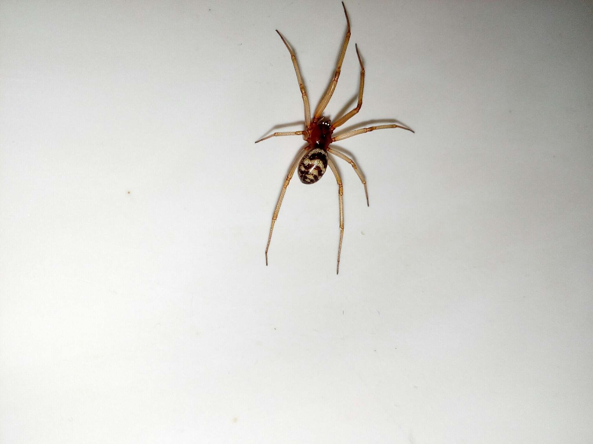 Image of False black widow