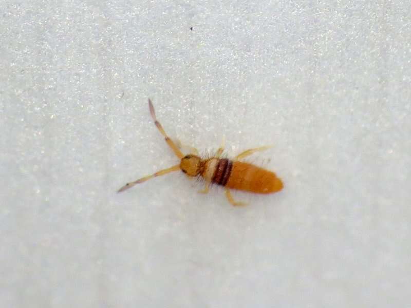 Image of Springtail