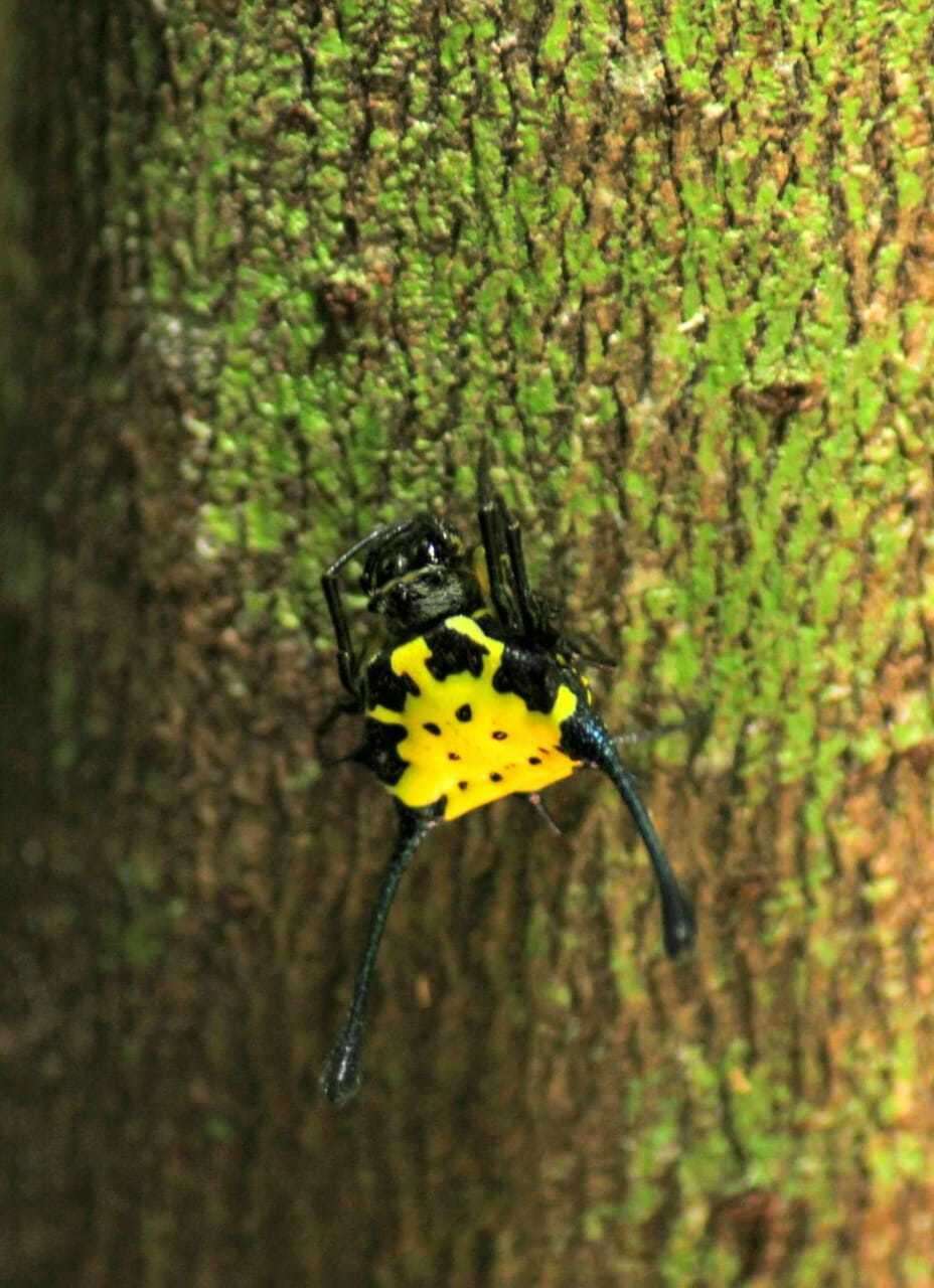 Image of Gasteracantha remifera Butler 1873