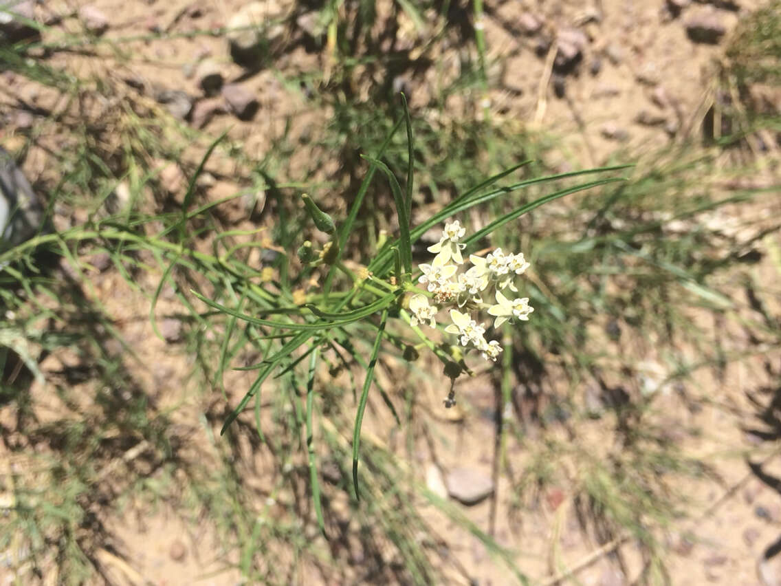 Image of horsetail milkweed