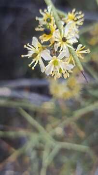 Image of crown of thorns