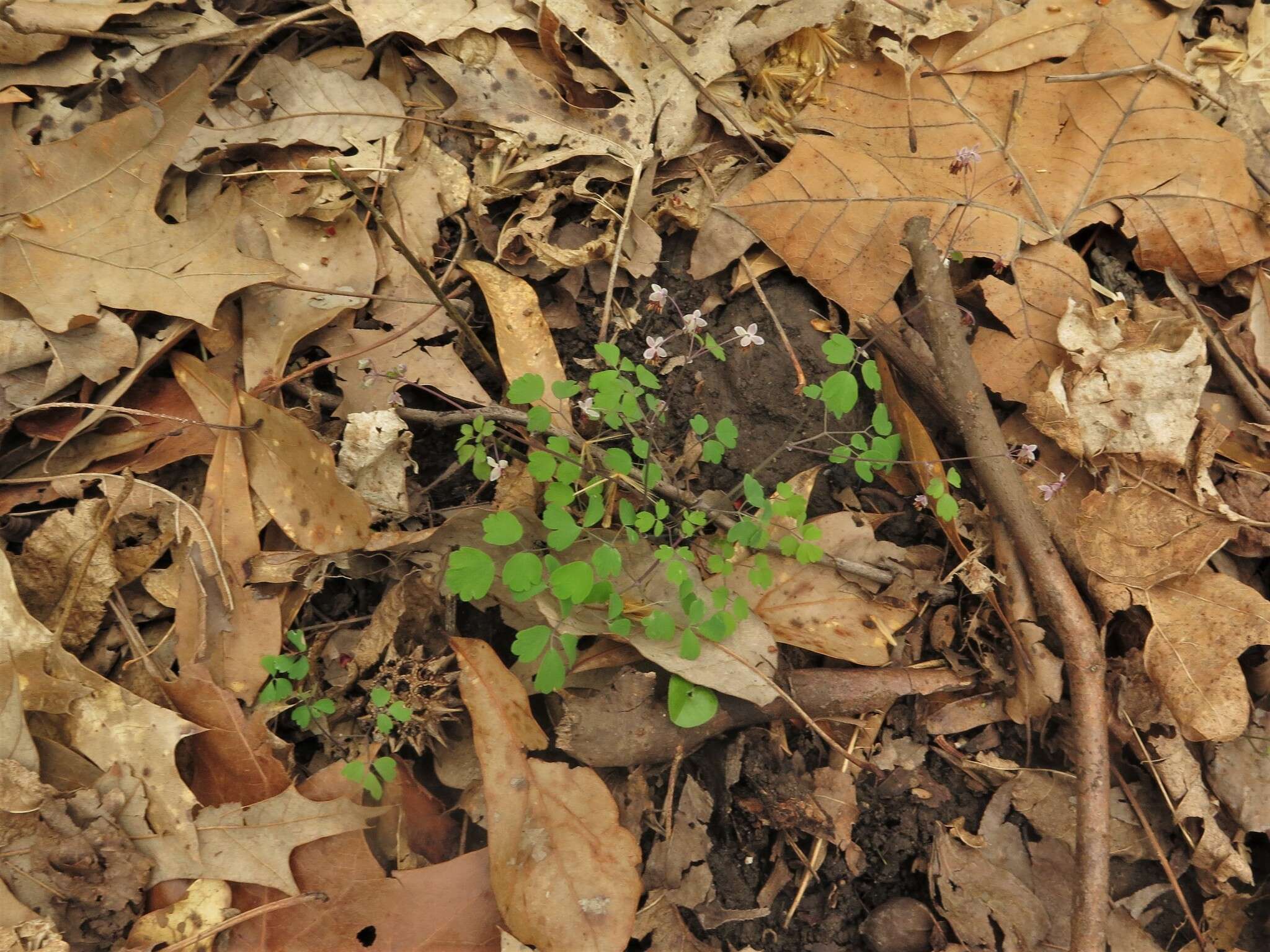 Image of Arkansas meadow-rue