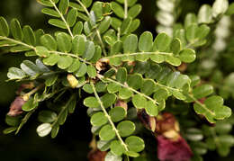Image of Caterpillar bush