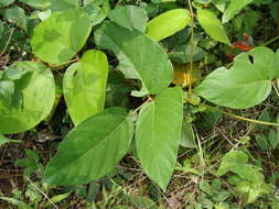 Image of Mucuna argyrophylla Standl.