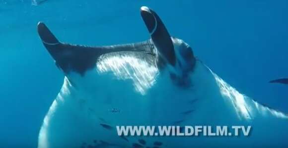 Image of Chevron Manta Ray