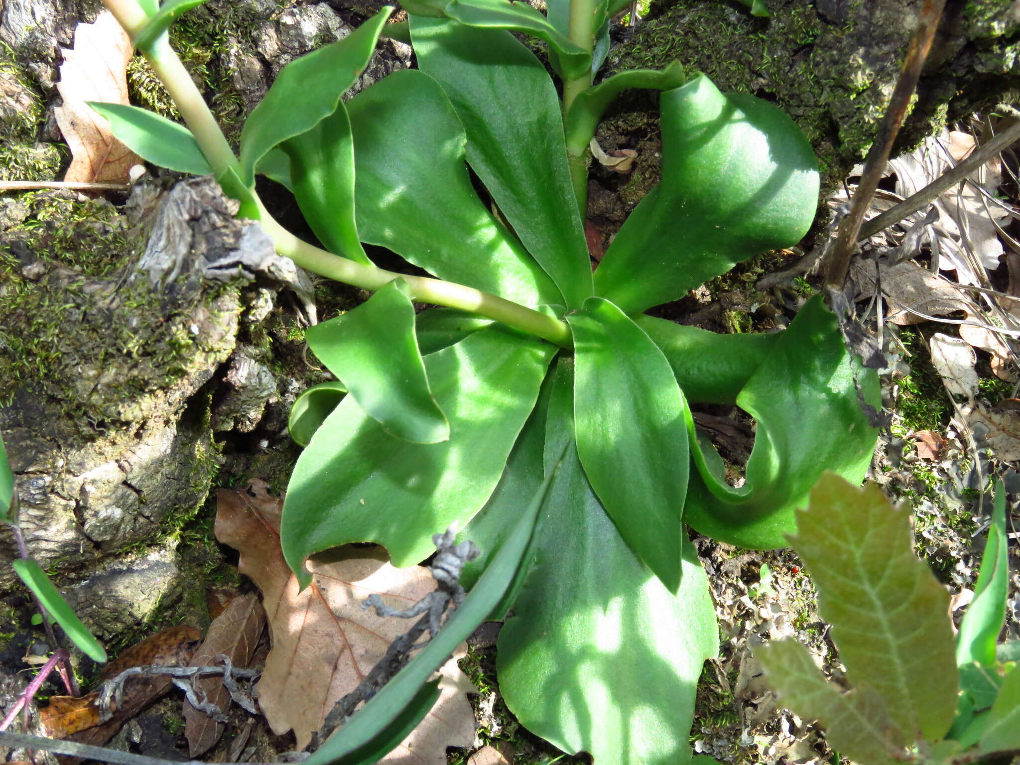 Image of Echeveria mucronata Schltdl.