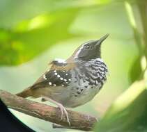 Image of Squamate Antbird