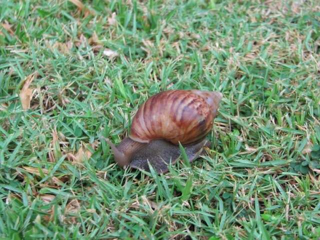 Image of Giant African Snail