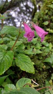 Image of Seemannia gymnostoma (Griseb.) Toursark.