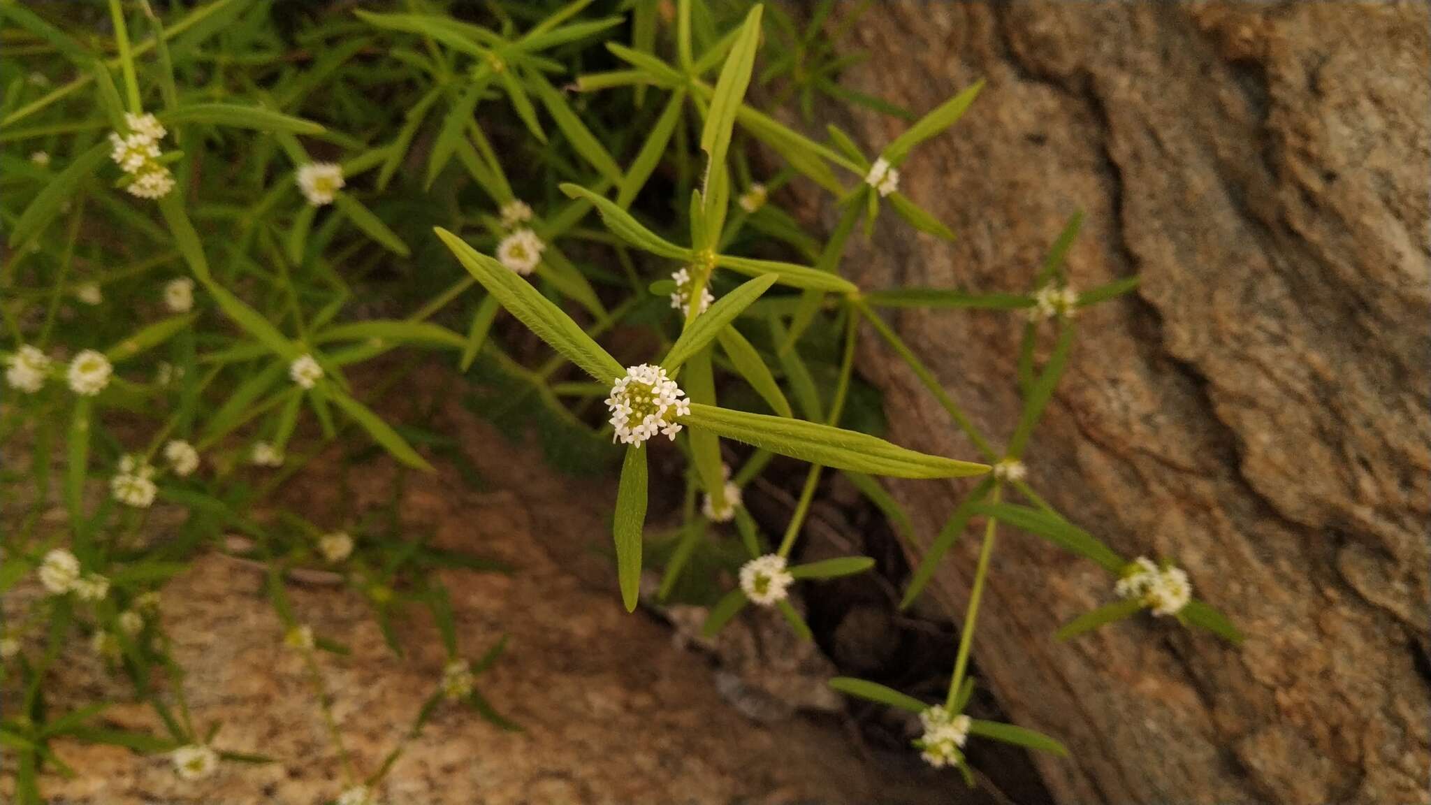 Image of Mitracarpus baturitensis Sucre