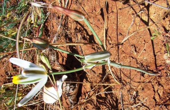 Image of Albuca longipes Baker