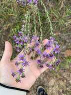 Image of Symphyotrichum plumosum (Small) Semple