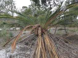 Image of Macrozamia fraseri Miq.