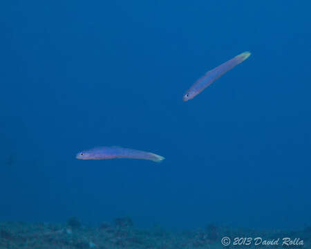 Image of Blacktail goby