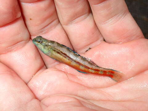 Image of Bandfin darter