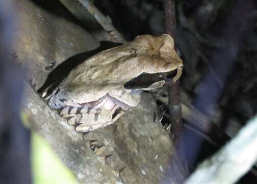 Gastrotheca fissipes (Boulenger 1888)的圖片