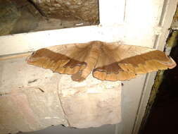 Image of Giant Silk Moth