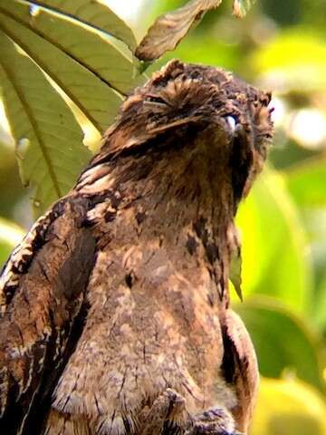 Image of Common Potoo